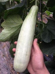 出事的网红吃瓜