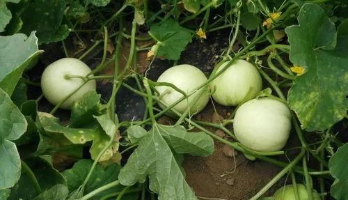 吃瓜香瓜网,揭秘娱乐圈幕后故事，带你领略明星真实生活