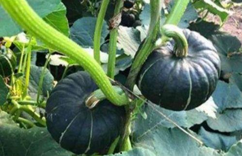 吃瓜网红韩静格,吃瓜界的风云人物