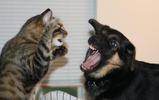 娱乐吃瓜君猫猫狗狗,猫猫狗狗的趣味生活大揭秘