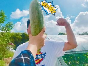 过气网红吃瓜,那些被遗忘的瞬间