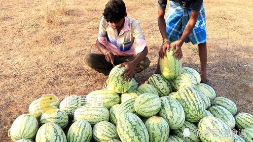 工商爆料吃瓜网,吃瓜网背后的惊人真相