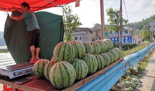微山吃瓜网红事件
